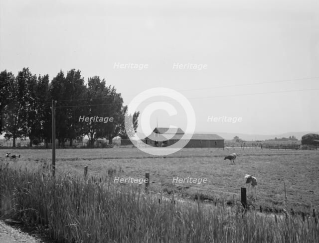 Possibly: West of Toppenish, Yakima Valley, Washington , 1939. Creator: Dorothea Lange.