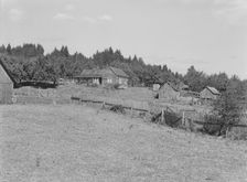 Possibly: Western Washington subsistence farm, whittled out of the stumps, Grays Harbor County, 1939 Creator: Dorothea Lange