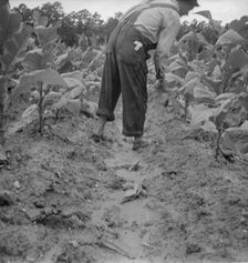 Possibly: White sharecropper, Mr. Taylor, Granville County, North Carolina, 1939. Creator: Dorothea Lange