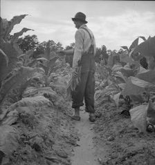 Possibly: White sharecropper, Mr. Taylor, Granville County, North Carolina, 1939. Creator: Dorothea Lange