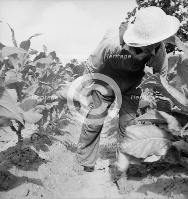 Possibly: White sharecropper, Mr. Taylor, Granville County, North Carolina, 1939. Creator: Dorothea Lange.