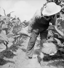 Possibly: White sharecropper, Mr. Taylor, Granville County, North Carolina, 1939. Creator: Dorothea Lange