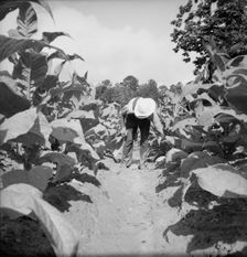 Possibly: White sharecropper, Mr. Taylor, Granville County, North Carolina, 1939. Creator: Dorothea Lange