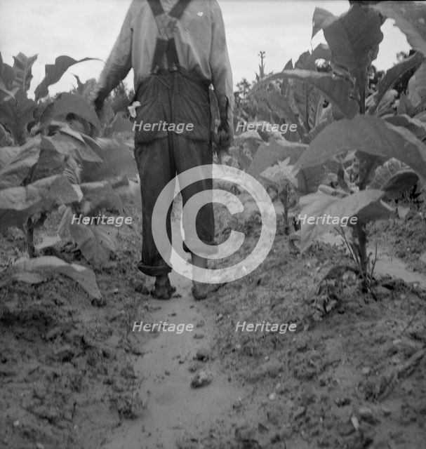 Possibly: White sharecropper, Mr. Taylor, Granville County, North Carolina, 1939. Creator: Dorothea Lange.