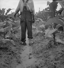 Possibly: White sharecropper, Mr. Taylor, Granville County, North Carolina, 1939. Creator: Dorothea Lange