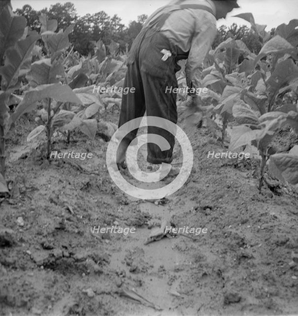 Possibly: White sharecropper, Mr. Taylor, Granville County, North Carolina, 1939. Creator: Dorothea Lange.