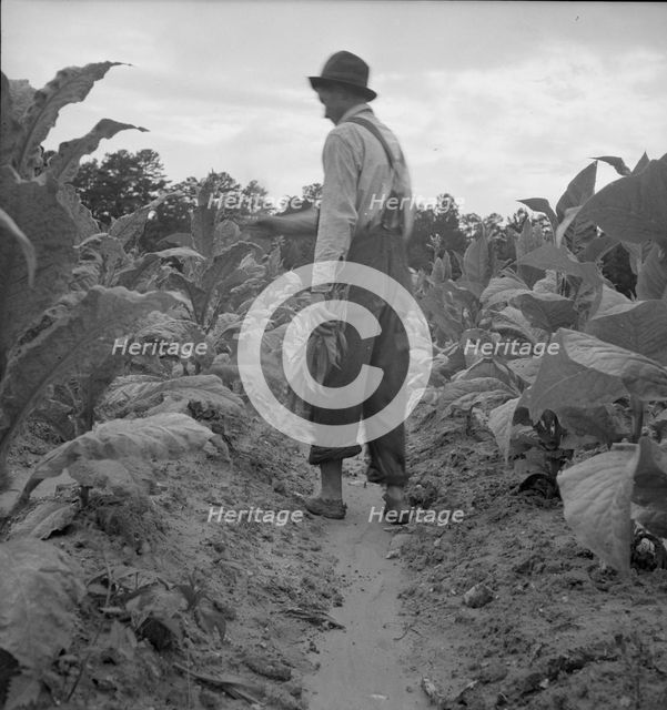 Possibly: White sharecropper, Mr. Taylor, Granville County, North Carolina, 1939. Creator: Dorothea Lange.