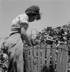 Possibly: Wife of an ex-logger, now a migrat..., Independence (vicinity), Polk County, Oregon, 1939. Creator: Dorothea Lange