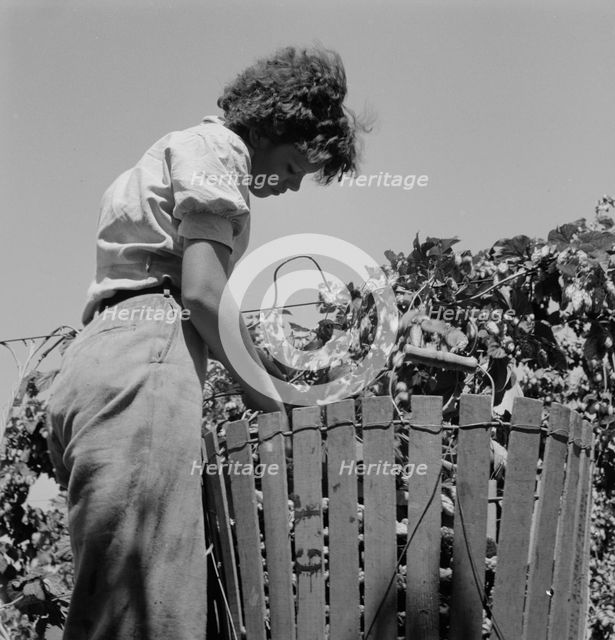 Possibly: Wife of an ex-logger, now a migrat..., Independence (vicinity), Polk County, Oregon, 1939. Creator: Dorothea Lange.