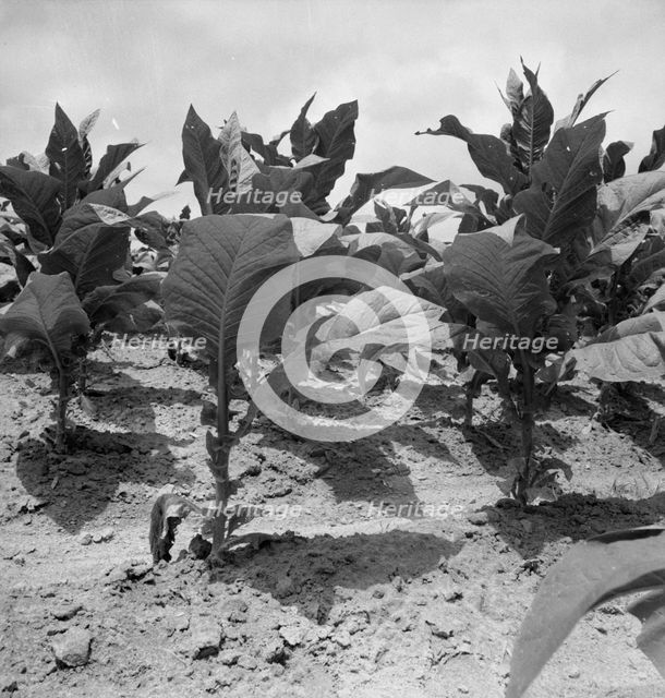 Possibly: Tobacco on Zollie Lyon's place nearly ready for priming, Wake County, North Carolina, 1939 Creator: Dorothea Lange.
