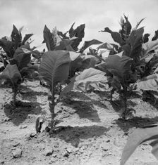 Possibly: Tobacco on Zollie Lyon's place nearly ready for priming, Wake County, North Carolina, 1939 Creator: Dorothea Lange
