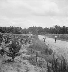 Possibly: Tobacco on Zollie Lyon's place nearly ready for priming, Wake County, North Carolina, 1939 Creator: Dorothea Lange