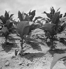 Possibly: Tobacco on Zollie Lyon's place nearly ready for priming, Wake County, North Carolina, 1939 Creator: Dorothea Lange