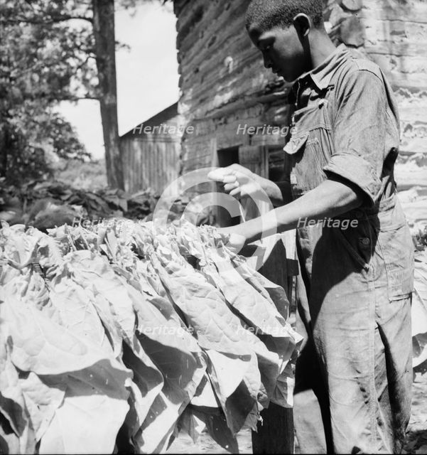Possibly: Tobacco strung on sticks, Granville County, North Carolina, 1939. Creator: Dorothea Lange.