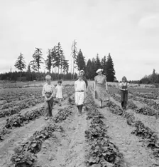 Possibly: The Arnold children and mother on their newly...Michigan Hill, Thurston County, 1939. Creator: Dorothea Lange