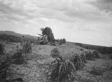 Possibly the southwest USA, between 1904 and 1938? Creator: Arnold Genthe