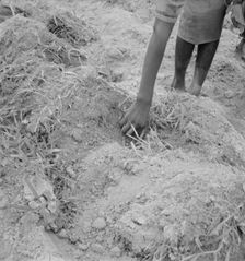 Possibly: Thirteen year old daughter of Negro sharecropper..., Olive Hill, North Carolina, 1939. Creator: Dorothea Lange