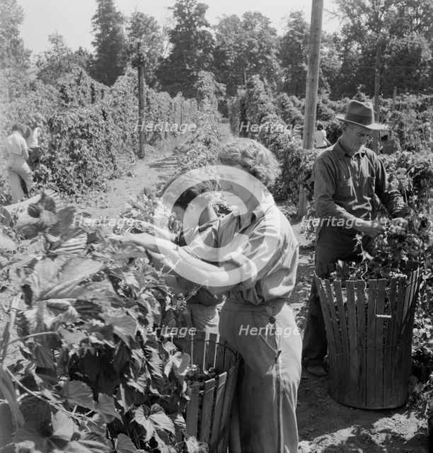 Possibly: View of hop yard, pickers at work, near Independence, Polk County, Oregon, 1939. Creator: Dorothea Lange.