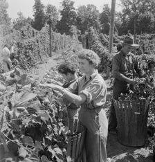Possibly: View of hop yard, pickers at work, near Independence, Polk County, Oregon, 1939. Creator: Dorothea Lange