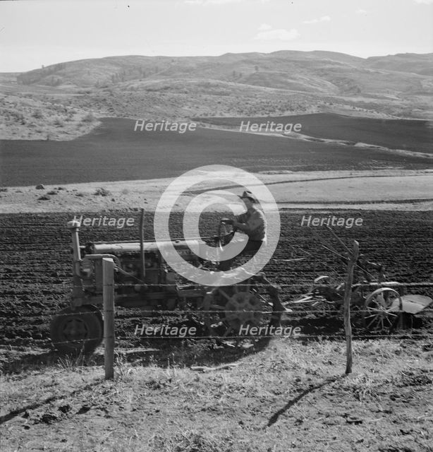 Possibly: Young Idaho farmer plowing in the fall of the year..., Gem County, Idaho, 1939. Creator: Dorothea Lange.