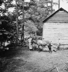 Possibly: Young son of tenant farmer gathering sticks..., Granville County, North Carolina, 1939. Creator: Dorothea Lange