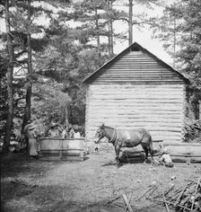Possibly: Young son of tenant farmer gathering sticks..., Granville County, North Carolina, 1939. Creator: Dorothea Lange