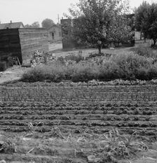 Possibly: Yakima shacktown, (Sumac Park) is one of several large shacktown..., Washington, 1939. Creator: Dorothea Lange
