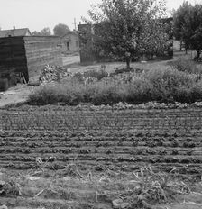 Possibly: Yakima shacktown, (Sumac Park) is one of several large shacktown..., Washington, 1939. Creator: Dorothea Lange