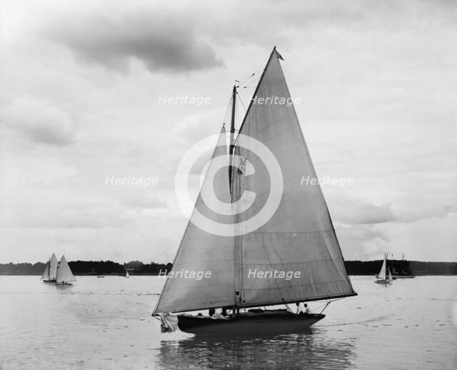 Possum, 1899 June 17. Creator: John S Johnston.