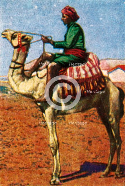 Post delivered by camel, Arabia, c1928. Creator: Unknown.