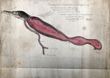 Post mortem of a trained cormorant named Hobblegobble': partial dissection showing the head...1876. Creator: Francis Henry Salvin