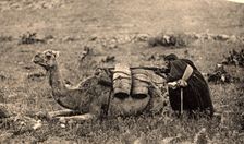 Postcard. War of Africa. Tamasusin occupation. Arabian camel driver shooting at enemy, 1923