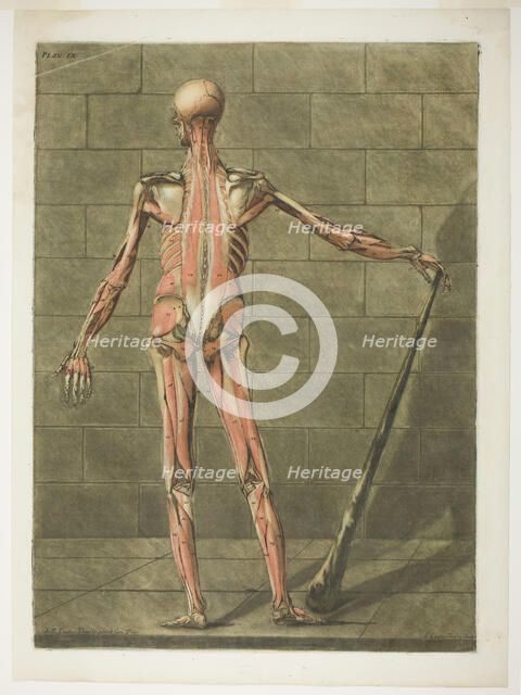 Posterior View of Muscle Man, plate nine from Complete Anatomy Course, 1773. Creator: Arnault Éloi Gautier D’Agoty.