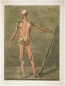 Posterior View of Muscle Man, plate nine from Complete Anatomy Course, 1773. Creator: Arnault Éloi Gautier D’Agoty