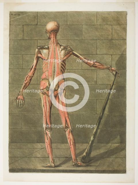 Posterior View of Muscle Man, plate nine from Complete Anatomy Course, 1773. Creator: Arnault Éloi Gautier D’Agoty.