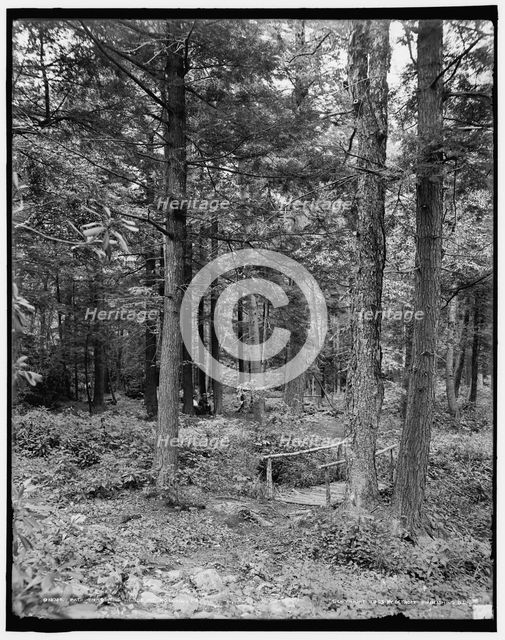 Path thro' the woods, Mt. Pocono, Pa., c1905. Creator: Unknown.