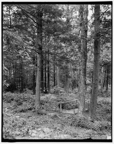 Path thro the woods, Mt. Pocono, Pa., c1905. Creator: Unknown