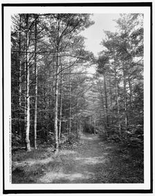 Path to golf links, Hotel Champlain, Bluff Point, N.Y., c.between 1910 and 1920. Creator: Unknown