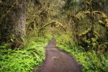 Path of Solitude. Creator: Joshua Johnston