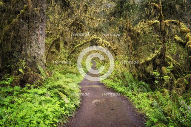 Path of Solitude. Creator: Joshua Johnston.