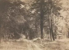 Pathway in the Forest of Fontainbleau, 1849-1852. Creator: Gustave Le Gray (French, 1820-1884)