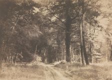 Pathway in the Forest of Fontainbleau, 1849-1852. Creator: Gustave Le Gray (French, 1820-1884)