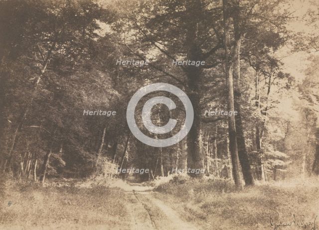 Pathway in the Forest of Fontainbleau, 1849-1852. Creator: Gustave Le Gray (French, 1820-1884).