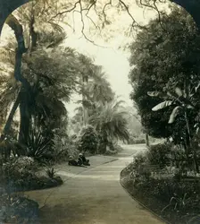 Pathway in the Queen's Park, Brisbane, Australia c1909. Creator: George Rose