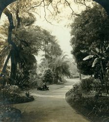 Pathway in the Queen's Park, Brisbane, Australia c1909. Creator: George Rose