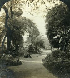 Pathway in the Queen's Park, Brisbane, Australia c1909. Creator: George Rose