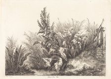 Patience d'eau, étude (Study of a Patience-Dock), 1840. Creator: Eugene Blery