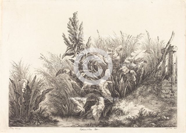 Patience d'eau, étude (Study of a Patience-Dock), 1840. Creator: Eugene Blery.
