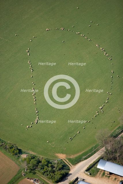 Pattern formed by sheep, Taddington, Stanway, Glocuestershire, 2007. Artist: Historic England Staff Photographer.