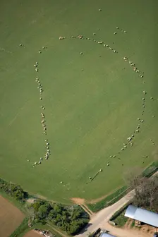 Pattern formed by sheep, Taddington, Stanway, Glocuestershire, 2007. Artist: Historic England Staff Photographer